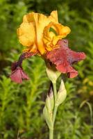 iris giallo sultano e viola