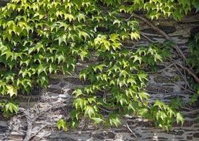 un' parete coperto di vegetazione con edera su un' soleggiato giorno foto