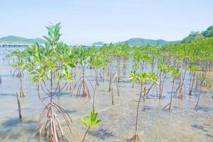 rimboschimento di mangrovie sulla spiaggia di fango