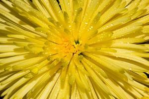 macro di crisantemo giallo foto