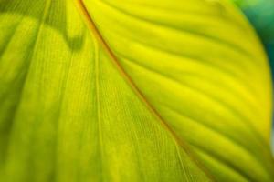 verde foglia macro. luminosa natura avvicinamento, verde fogliame struttura. bellissimo naturale botanica foglia, giardino di tropicale impianti. freschezza, ecologia natura modello. botanica, terme, Salute e benessere concetto foto