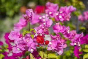 multicolore bouganville fioritura nel esotico tropicale giardino per floreale sfondo. naturale luce del sole con sfocato bokeh fogliame, tropicale natura foresta fiori. estate fiori, bellezza nel natura foto