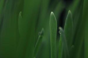 piante verdi con goccioline d'acqua foto