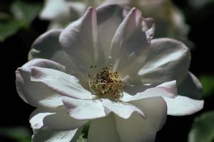 primo piano del fiore bianco foto