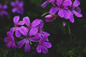 primo piano dei fiori petaled viola foto