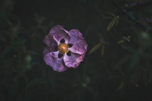 primo piano del papavero orientale rosa foto