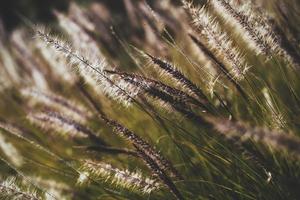 primo piano della vegetazione selvaggia foto