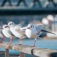 gabbiani nel il porto di mare foto