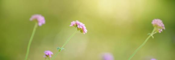 avvicinamento di rosa viola fiore sotto luce del sole con copia spazio utilizzando come sfondo naturale impianti paesaggio, ecologia sfondo copertina pagina concetto. foto