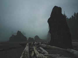 tronchi marroni sulla spiaggia foto