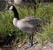 Canada Oca in piedi di il fiume nel Yellowstone nazionale parco foto