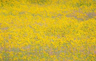 digitale arte sfondo di un' campo di giallo fiori selvatici nel Yellowstone nazionale parco foto