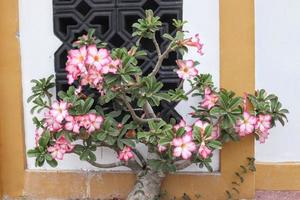 il frangipani fiori avere un' naturale luminosa rosa struttura, con un' bianca parete sfondo foto