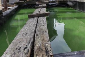 di legno ponte al di sopra di acqua verde colore animale domestico attraversamento foto