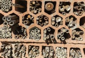 alloggi per api selvatiche foto