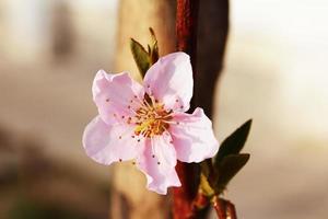 fiore di ciliegio rosa