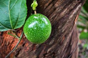 verde passione frutta su vite albero scarlatto fiore della passione - passiflora foetida foto