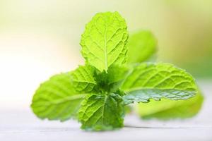 foglia di menta piperita su fondo in legno - foglie di menta fresca natura verde erbe o verdure cibo foto