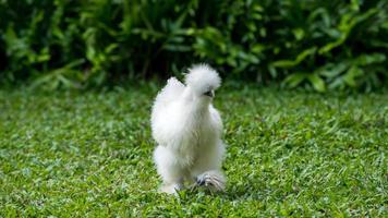 di seta o Cinese seta pollo a piedi su il campo foto