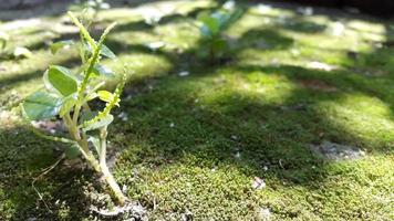 verde pianta con muschio superficie foto