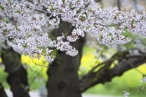 immagine di fiori di ciliegio