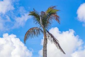 tropicale naturale palma albero noci di cocco blu cielo nel Messico. foto