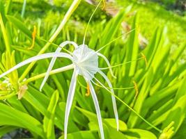 imenocallis caribea caraibico giglio ragno unico bianca fiore tulum Messico. foto