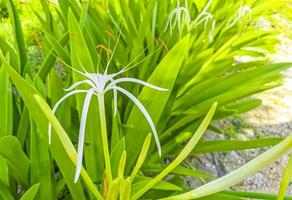 imenocallis caribea caraibico giglio ragno unico bianca fiore tulum Messico. foto