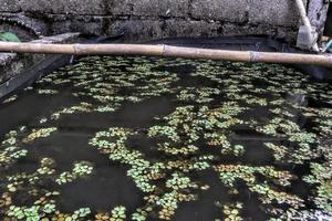 di legno ponte al di sopra di acqua verde colore animale domestico attraversamento foto