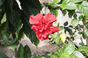 arancia carta fiori siamo prese con un' paesaggio posizione con un' strutturato naturale verde foglia sfondo foto