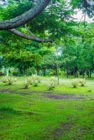 tranquillo giardino albero verde foto