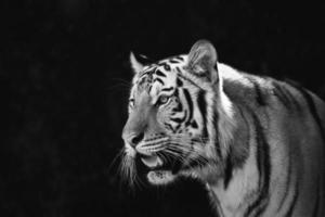 ritratto di tigri di amur foto