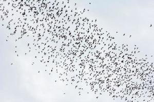 il pipistrello volante veloce su di il grotta khao chongpran. foto