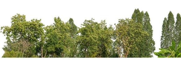 verde alberi isolato su bianca sfondo.sono foresta e fogliame nel estate per tutti e due stampa e ragnatela pagine con tagliare sentiero e alfa canale foto