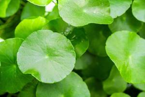 la fitoterapia lascia lo sfondo della natura di centella asiatica conosciuta come gotu kola foto