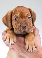 bordò cane su bianca sfondo foto