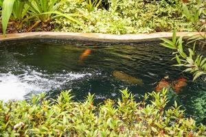 carpe fantasia colorate koi pesce nel laghetto in giardino foto