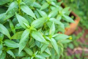 primo piano andrographis paniculata foglie di piante ayurveda erboristeria foto