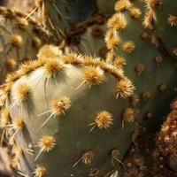 primo piano di una pianta di cactus foto