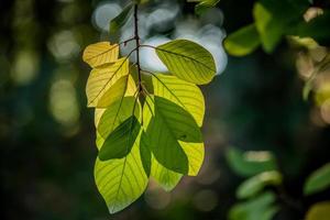 primo piano di foglie verdi foto