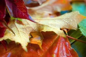 colorato autunno caduto le foglie su blu sfondo foto