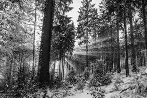 scala di grigi della luce solare che splende attraverso gli alberi foto