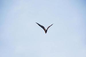 pipistrelli vita nel il foresta foto