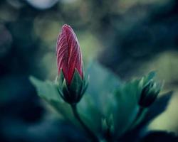 messa a fuoco selettiva fotografia di fiori foto