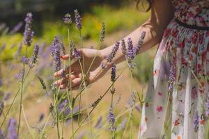 donna che corre mano attraverso la lavanda foto