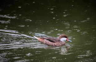 anatra marrone sul corpo d'acqua foto