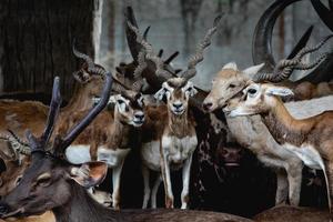 maggiore kudu tragelafus gruppo ritratto. foto