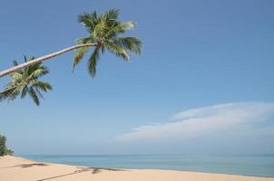 Noce di cocco palma albero su il sabbioso spiaggia con blu cielo. foto