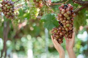 donna mano raccolta uva all'aperto nel vigneto. foto