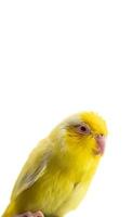 minuscolo giallo pappagallo parrocchetto forpus uccello, bianca solitudine sfondo. foto